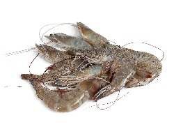 กุ้งขาว (กุ้งเกษตร)