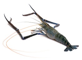 กุ้งก้ามกราม